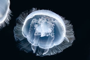 Aurelia labiata is a species of moon jellyfish usually found off the California coast.