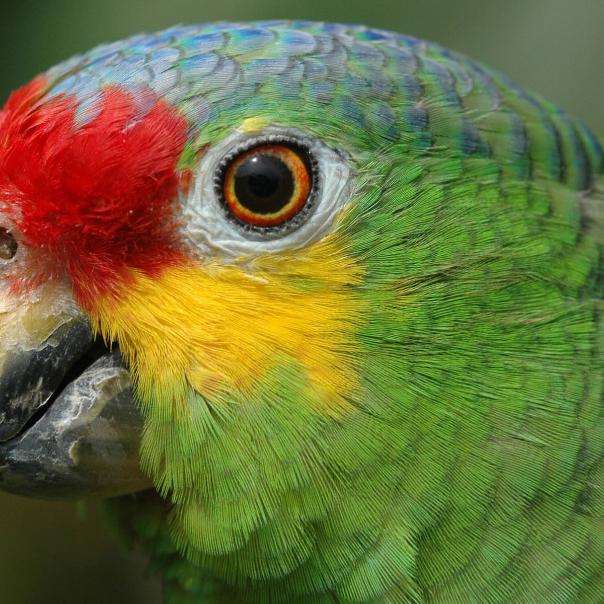 Police seize 'super obedient' lookout parrot trained by Brazilian ...