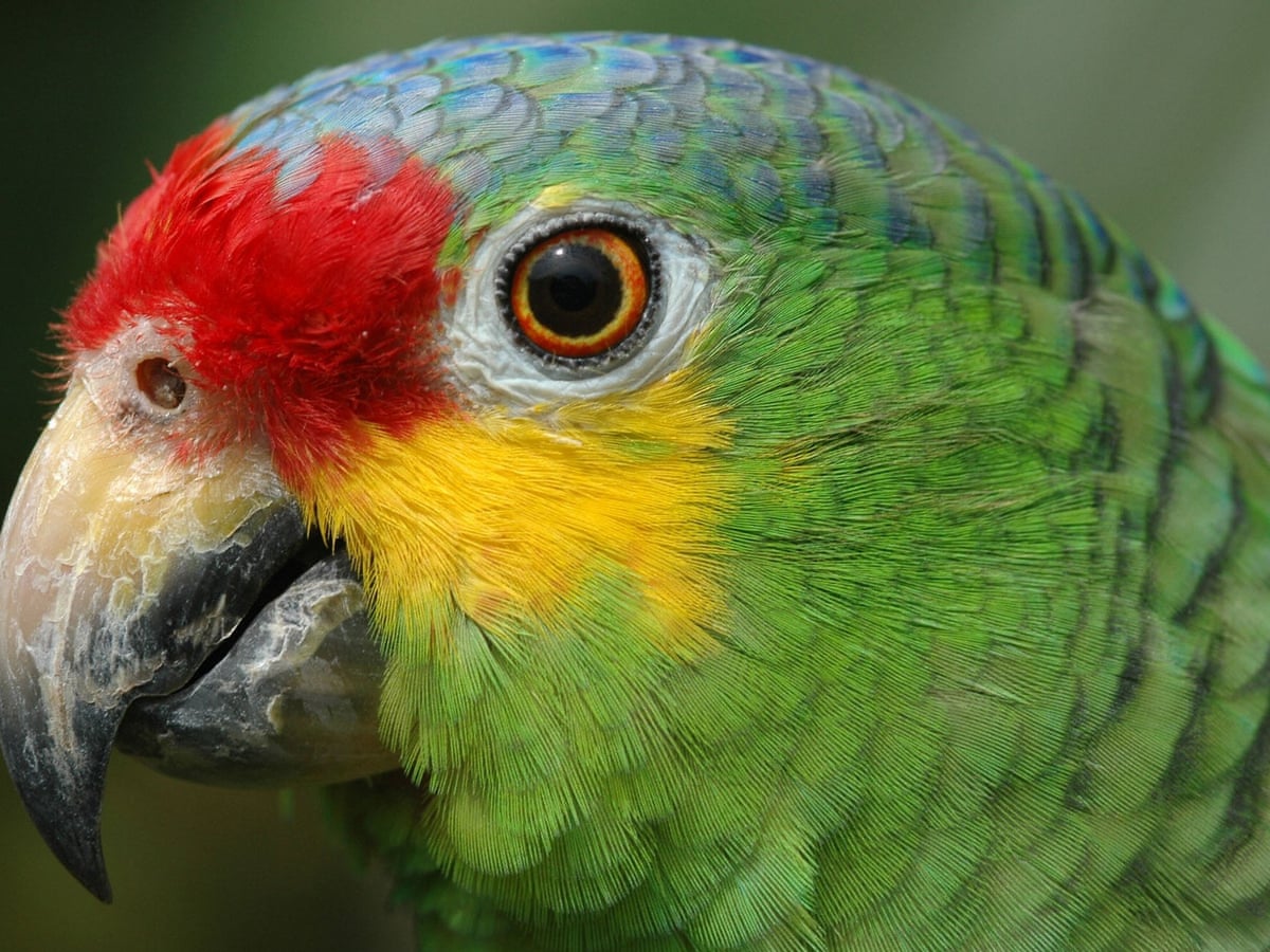Police seize 'super obedient' lookout parrot trained by Brazilian ...