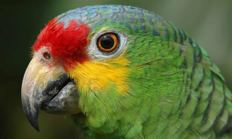 The parrot has been handed over to a local zoo.