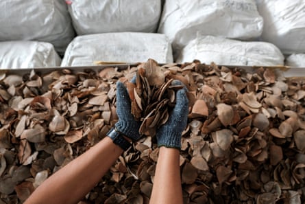Gloved hands scoop up pangolin scales from a large pile.