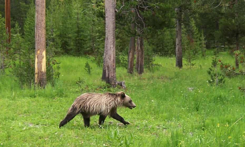 A two-year-old grizzly bear roams Yellowstone National Park in Wyoming in this 2006 picture. The park is home to more than 700 grizzlies.