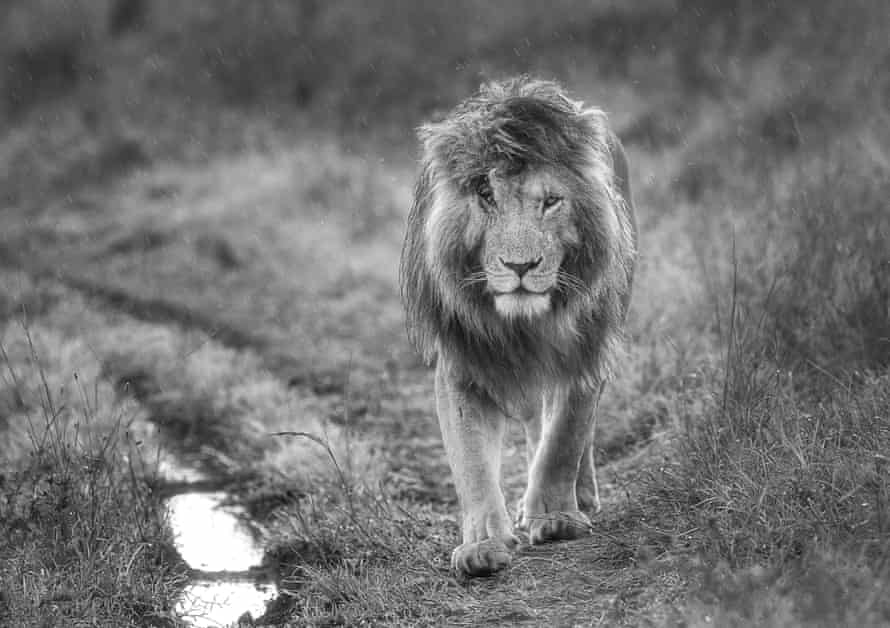 Scarface, in 2012, in Musiara Marsh, Maasai Mara in Kenya.