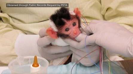 A very young monkey with wires attached to its head sits held in gloved hands near a baby bottle