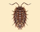 Woodlouse's Superpowers: Detritivore Cleans Environment, Withstands Pollution