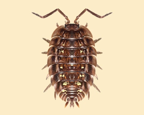 A woodlouse