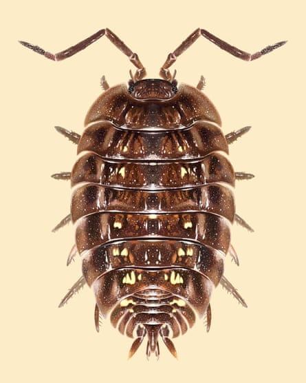 Image of a woodlouse