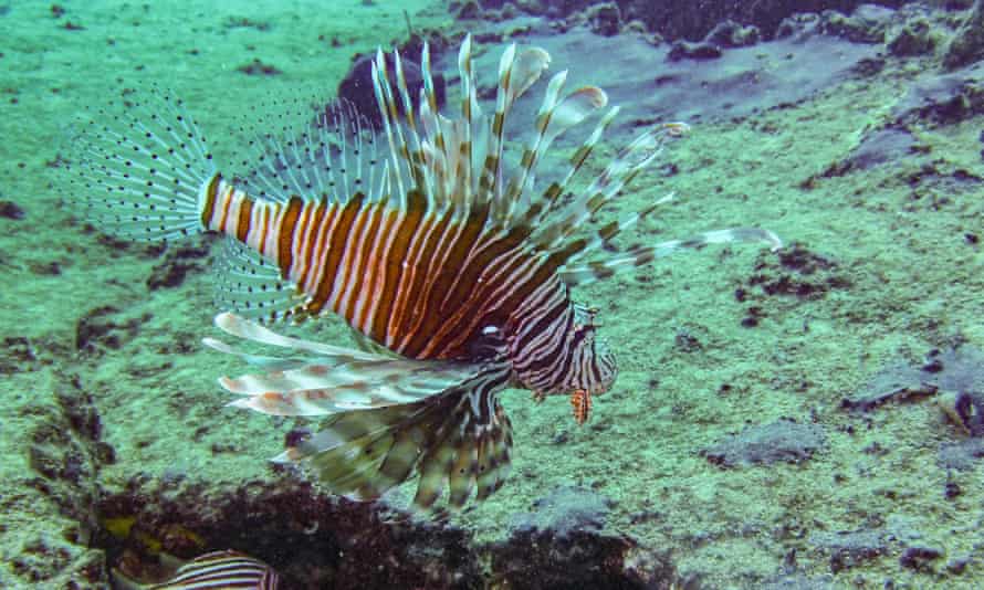 A lionfish (Pterois miles)