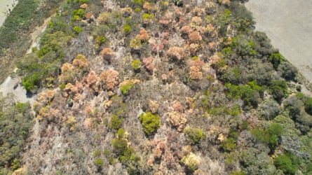 Tree canopy dieback in the Hills and Fleurieu region