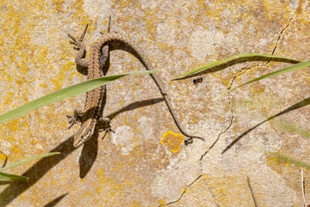 A lizard on a wall