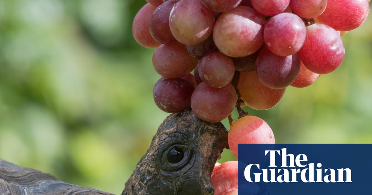 Tortoises need a varied diet, not just lettuce | Letter