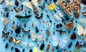 Collection of insects, moths, butterflies, beetles from around the world, the University Museum of Natural History, Oxford