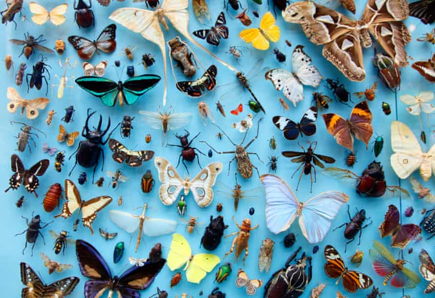 A collection of moths, butterflies at the University Museum of Natural History, Oxford