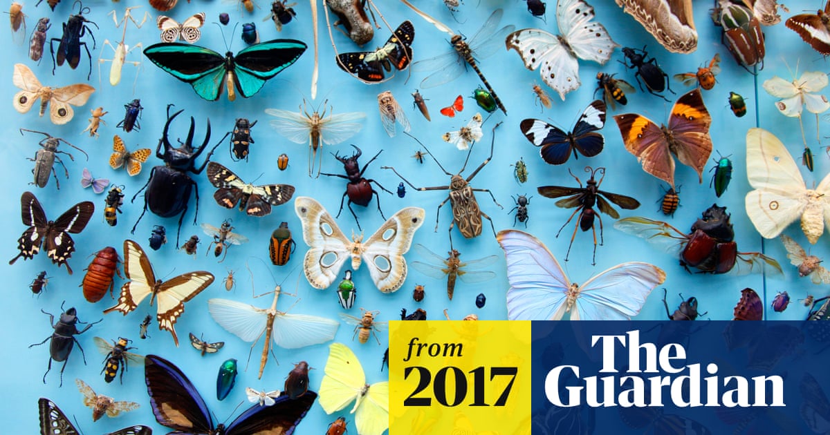 A giant insect ecosystem is collapsing due to humans. It's a catastrophe