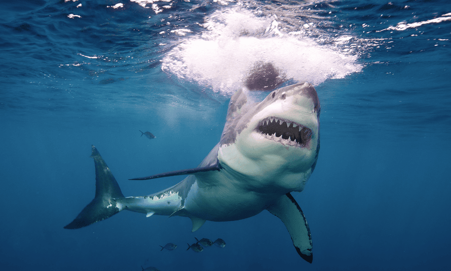 A great white shark beneath the surface off Neptune Island