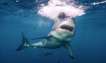 A great white near the surface of the sea, photographed from below