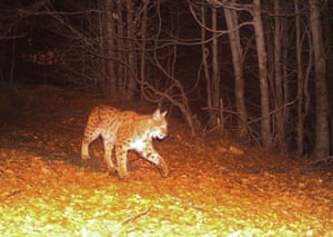 An image captured by a wildlife trail camera of a critically endangered Balkan lynx in south-eastern Albania. Fewer than 40 are estimated to remain in the Balkans, of which fewer than 10 are in Albania