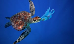 Uma tartaruga marinha come uma sacola de compras de plástico. Sacos plásticos e outros tipos de lixo plástico são freqüentemente ingeridos por animais marinhos, confundindo-os com comida.