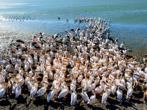 A flock of pelicans stands on the muddy shore of freshwater lake