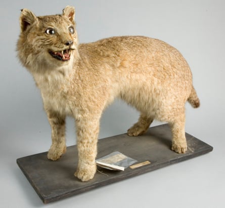 Missing lynx: a specimen donated to Bristol Museum in 1903.