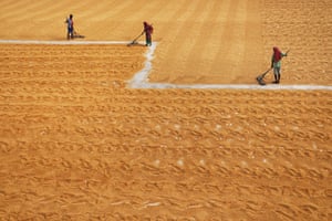 Workers use traditional rakes to spread golden grains of rice to dry in the sun after the harvest at Habra, West Bengal.