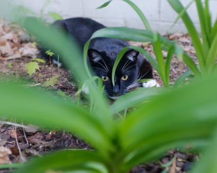 Tux playing in the yard during his outdoor cat years