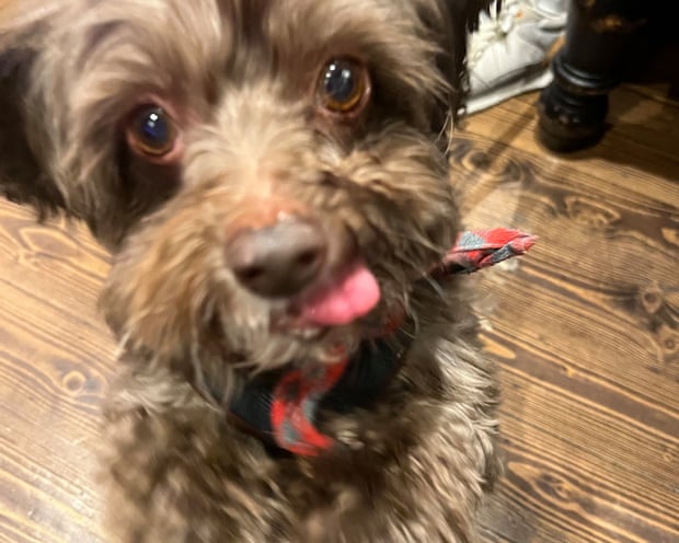 A dog with its tongue sticking out