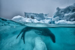 A leopard seal patrols the ice while penguins huddle for safety out of the water.