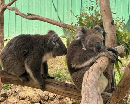 کای (چپ) سعی میکند جاراه را از سکو هل دهد.