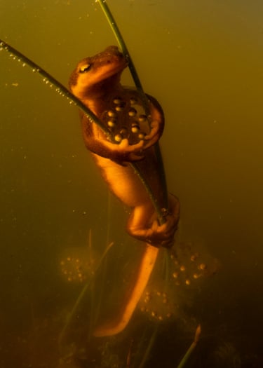 A California newt appears to be hugging its egg clutch as it clasps vegetation