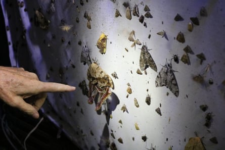 A hand points to a large moth on a white sheet. Other moths can be seen around it