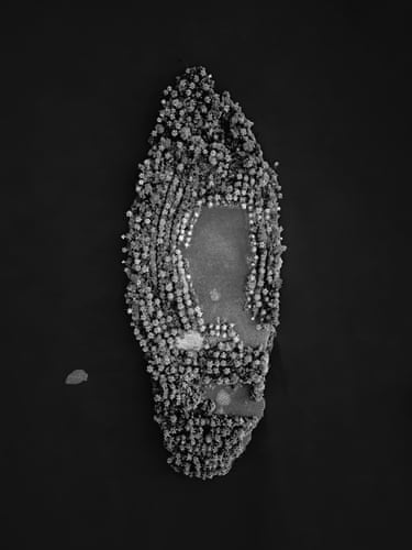 An aerial shot of a tiny island covered in mangroves