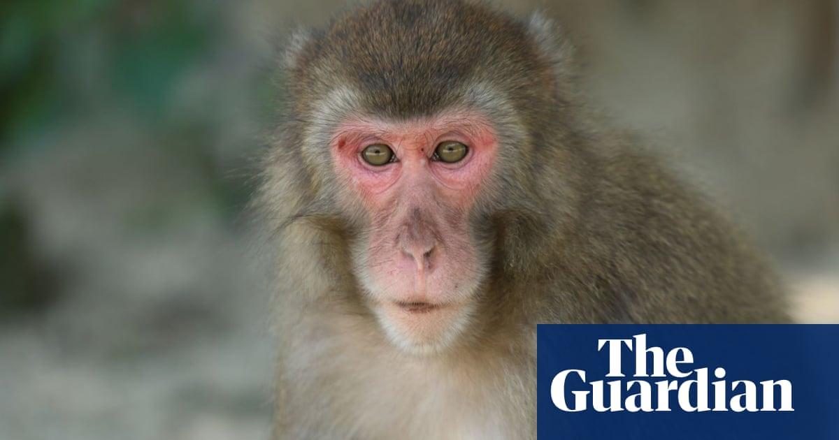 Macaques at Japan reserve get first alpha female in 70-year history