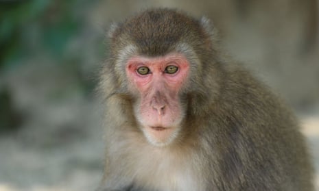 Nine-year-old female known as Yakei, pictured, has become the boss of a 677-strong troop of Japanese macaque monkeys at a nature reserve on the island of Kyushu in Japan.