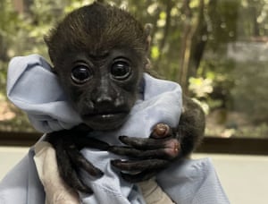 A baby Howler is called Domingo who was taken to the International Animal Rescue (IAR) in Costa Rica where he has burns on his hands and feet from electrocution on uninsulated power cables. Domingo is now being cared for by the centre in Costa Rica. IAR are campaigning to get the Costa Rican government to insulate power cables