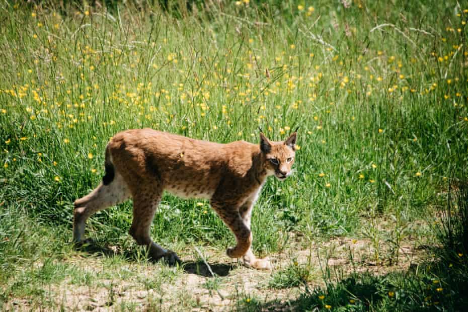 One of the lynxes at Gow Farm in Devon.