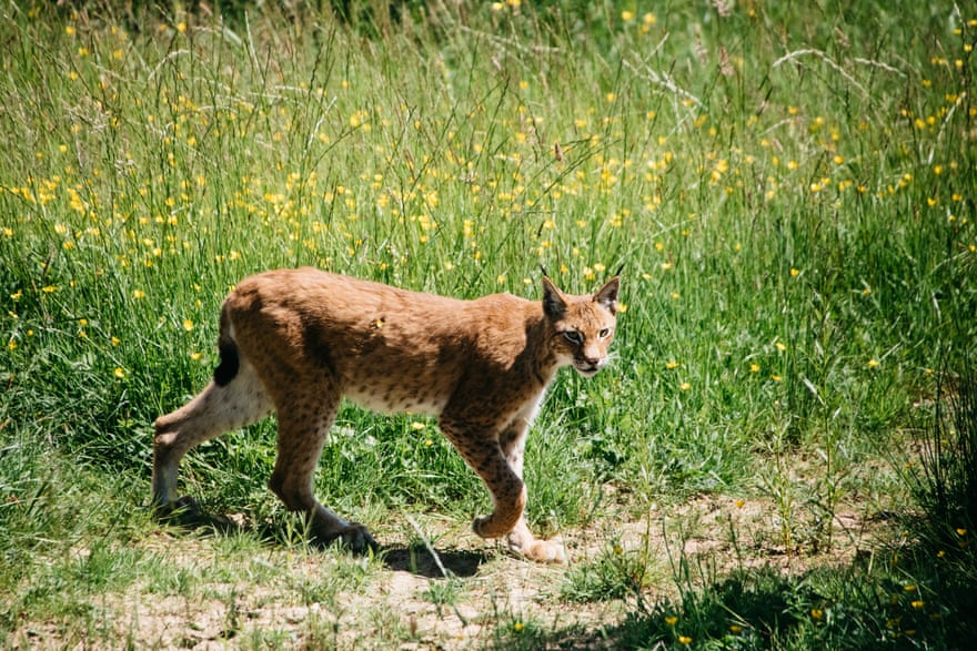 One of the lynxes on Gow’s farm in Devon.