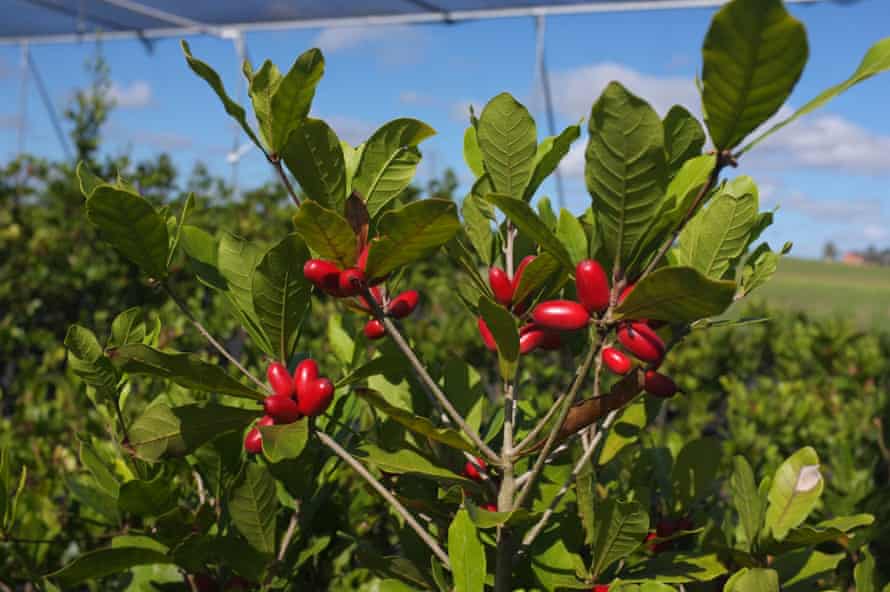 Synsepalum dulcificum trees