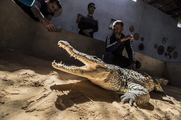 Egypt S Tamed Crocodiles In Pictures Art And Design The Guardian