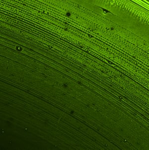 A fluorescein isothiocyanate lipids vacuum dried down to form a multilayer and imaged on a 10x fluorescence microscope.