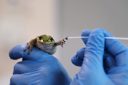 A scientist wearing blue gloves uses a swab stick to take a sample from a frog’s outstretched foot