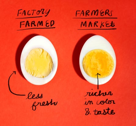 Graphic illustration of two hard-boiled egg halves on a red background, labeled Factory Farmed and Farmers Market, with black pen saying “less fresh” and “richer in color & taste”.