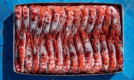A one kilo case of red prawns.