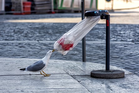 A hungry seagull tries to open up a garbage bag at via Fori Imperiali, Rome, Italy, 9 April 2020.