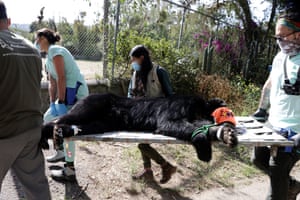 Tupak, um jovem urso andino é devolvido à natureza de helicóptero, em Quito, Equador. O urso de óculos estava sendo temporariamente alojado no Zoológico de Quito após ter sido ameaçado por agricultores depois que o urso foi capturado em vários locais comendo gado e plantações. A situação de Tupac foi agravada pela perda de habitat natural devido ao desmatamento e ao avanço das culturas e da urbanização. O objetivo é movê-lo para uma área montanhosa ainda mais remota, onde ele não interagirá com humanos, mas isso requer uma transferência de helicóptero.