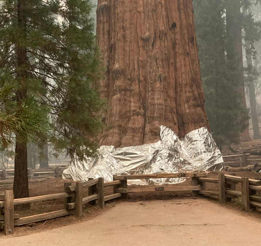 Firefighters wrap the historic General Sherman Tree, estimated to be around 2,300 to 2,700 years old, with fire-proof blankets in Sequoia national park, California. in September.