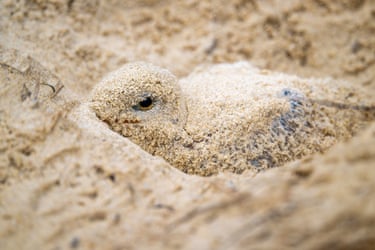 A caspian tern camouflages in sand
