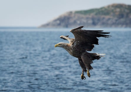 A white-tailed eagle hunting off the Isle of Mull in Scotland.