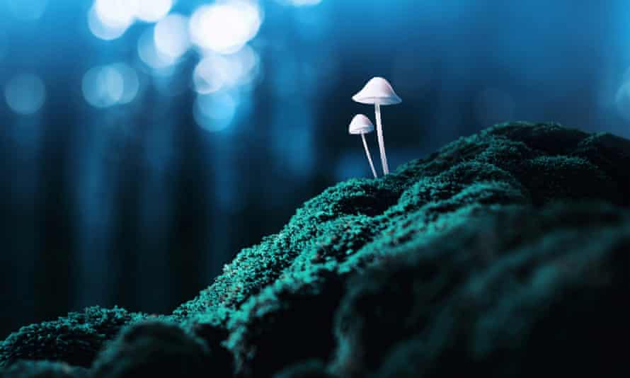 Magic mushrooms grow on moss in twilight forest