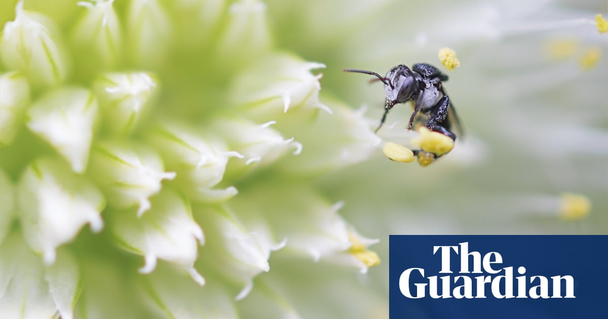 Stingless sugarbags: the joys of keeping native bees